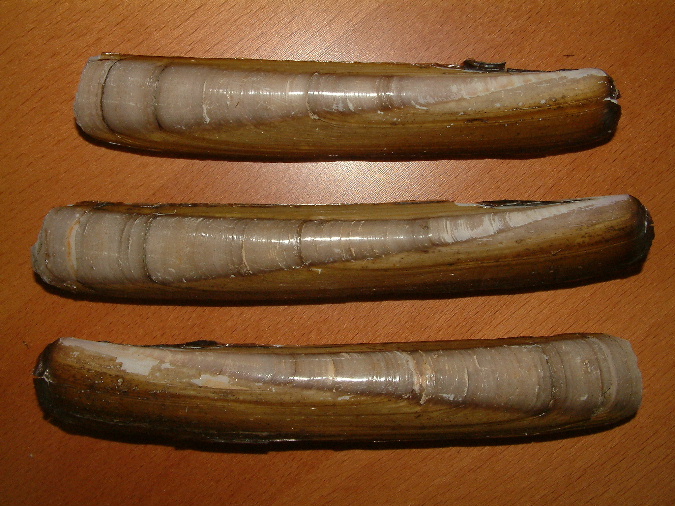 distribuzione di Ensis siliqua